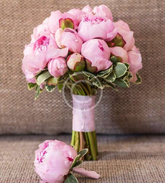 Tea Rose